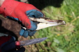 Thumbnail 95.JPG 
