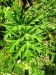 Thumbnail IMG20220704111618.jpg 