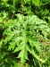 Thumbnail IMG20220704111627.jpg 