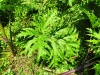 Thumbnail IMG20220704111639.jpg 
