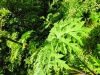 Thumbnail IMG20220704111645.jpg 