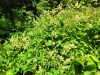 Thumbnail IMG20220704111741.jpg 
