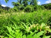 Thumbnail IMG20220704111748.jpg 
