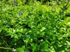 Thumbnail IMG20220704111751.jpg 
