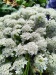 Thumbnail IMG20220704112741.jpg 