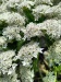 Thumbnail IMG20220704112743.jpg 