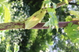 Thumbnail 103.JPG 