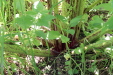 Thumbnail 106.JPG 