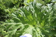 Thumbnail 108.JPG 