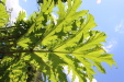 Thumbnail 109.JPG 