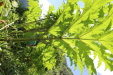 Thumbnail 110.JPG 