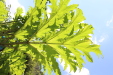 Thumbnail 111.JPG 