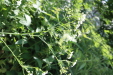 Thumbnail 113.JPG 