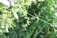 Thumbnail 114.JPG 