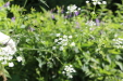 Thumbnail 115.JPG 