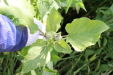 Thumbnail 116.JPG 