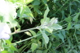 Thumbnail 117.JPG 