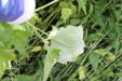 Thumbnail 118.JPG 