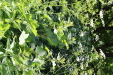 Thumbnail 119.JPG 