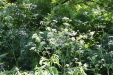 Thumbnail 120.JPG 