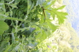 Thumbnail 122.JPG 
