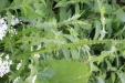 Thumbnail 123.JPG 