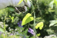 Thumbnail 127.JPG 