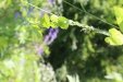 Thumbnail 128.JPG 