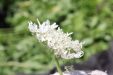 Thumbnail 139.JPG 