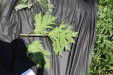 Thumbnail 141.JPG 