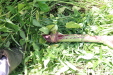 Thumbnail 143.JPG 