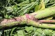 Thumbnail 144.JPG 