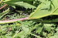 Thumbnail 145.JPG 