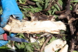 Thumbnail 148.JPG 