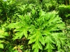 Thumbnail IMG20220704131044.jpg 