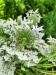 Thumbnail IMG20220704132537.jpg 