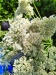 Thumbnail IMG20220704132550.jpg 