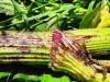 Thumbnail IMG20220704132609.jpg 