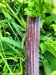 Thumbnail IMG20220704132622.jpg 