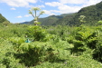 Thumbnail IMG_1483.JPG 
