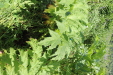 Thumbnail IMG_1489.JPG 