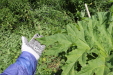 Thumbnail IMG_1490.JPG 
