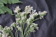 Thumbnail IMG_1618.JPG 