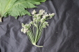 Thumbnail IMG_1619.JPG 