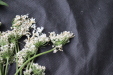 Thumbnail IMG_1620.JPG 