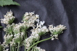 Thumbnail IMG_1621.JPG 