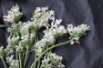 Thumbnail IMG_1622.JPG 