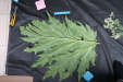 Thumbnail IMG_1624.JPG 