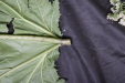 Thumbnail IMG_1625.JPG 