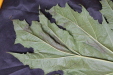 Thumbnail IMG_1626.JPG 